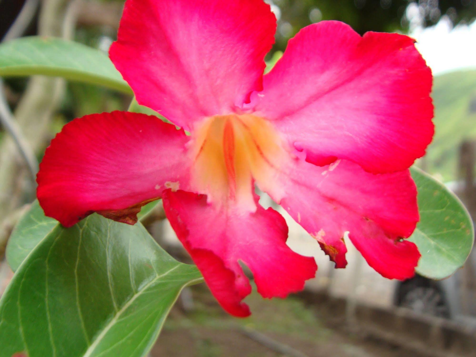 Pension Te Miti - Plage-Beach 200M - Mahana Parc & Vaiava Beach Pk18 - B&B Chambres Ou Dortoir Пунаауйя Экстерьер фото